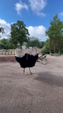 Male ostrich performs an elaborate courtship