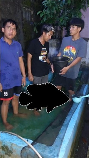 SITAM FISH, NATIVE TO THE MUSI RIVER, CAN SURVIVE WITH TOMAN