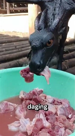 kasih makan anak naga hitam bersayap#shorts#viral#viralvideo#trending