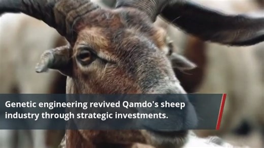 【Engineered embryos revitalize ailing Awang sheep population in Xizang】 Prudent investments into genetic engineering have rapidly revived a once-bleak sheep industry in southwest China's Qamdo City, a mountainous area in the eastern part of the Xizang Autonomous Region. Before 2015, Awang sheep in Qamdo were generally raised through nomadic grazing, relying on inbreeding and natural foraging. To restore the breed's vitality, Qamdo City empowered enterprises with scientific research while also ca