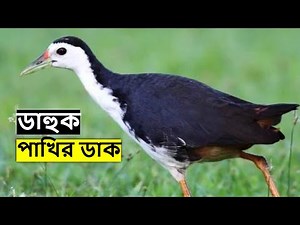 ডাক পাখির ডাক | Dahuk Pakhi Dak | Waterhen Bird Ringtone | Suara Ruak Ruak Call‪@wildindiamit‬