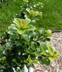 Ilex crenata