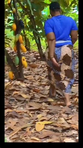 L’économie de ce pays repose sur l’agriculture 🇨🇮 | SUD COMOÉ