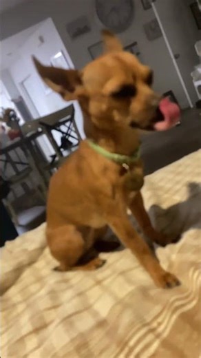 Plastic bag and blanket 💀