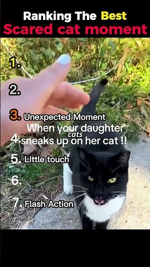 Ranking the best scared cat moments #ranking #funny #cat