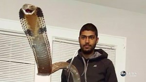 North Carolina man in critical condition after his pet king cobra bit him, officials say: http://abcn.ws/1q1eRLj | ABC News