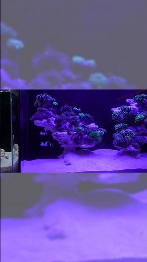 Ultum Nature Systems UNS Rimless Glass Aquarium Tanks