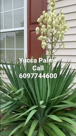 Yucca Palms Trim Yucca Palm flowers twice per year so they grow tall quickly