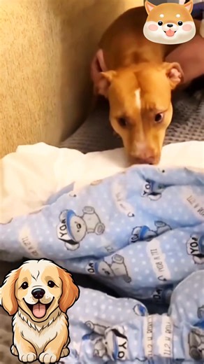 7.8K views · 195 reactions |  Dog’s Gentle Love for the Baby 殺 #reelsviralシ #reelsviralシfb #straydogs #petsupport #doglover #fblifestyle #kidsfriendly | Editson | Facebook