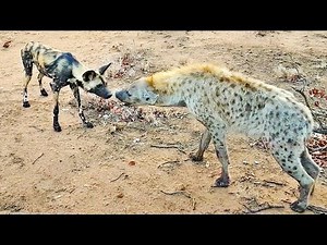 Wild Dogs & Hyenas Make Friends After Fighting