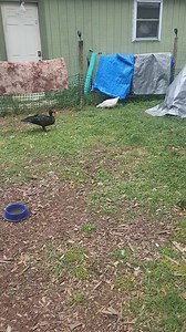 8.3K views · 1.3K reactions | Just another day at the rescue | Little Bit Wildlife Rescue | Facebook