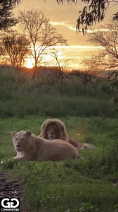 529K views · 78K reactions | We have had such bad weather the last few weeks I’ve struggled to get around in the mud & get any decent videos for you guys… so I’ve made this compilation of a few short clips I was going to use for stories. Hope you manage to see your favourite in there… check out DUKE at the very end!!! 﫣﫣﫣 | GG Conservation Glen Garriff | Facebook