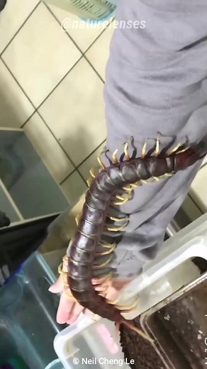 Giant Centipede | The Giant Creepy Crawly #knowledge #FYI #centipede #wildlife #foryou | Nature Lens