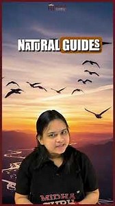 How Do Migratory Birds Navigate? 🐦