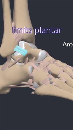 🦶 Lateral Ankle Ligaments – Anatomy & Sprains Discover the anatomy of the lateral ankle ligaments and their role in common sprains. 💡 The anterior talofibular, calcaneofibular, and posterior talofibular ligaments are key stabilisers, and injuries here often lead to instability and pain. 🎥 Part of the Anatomy content on Physiopedia Plus. 👉 Learn more: https://members.physio-pedia.com/why-physioplus/ #AnkleSprains #LateralLigaments #AnkleAnatomy #PhysiopediaPlus #Physiotherapy #MSKCare | Physi