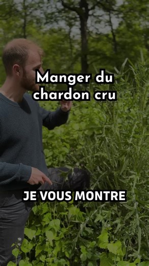 Manger du chardon cru, c’est possible ? 🤨 👉 Oui, et on vous montre l’astuce ! Vous connaissiez déjà cette façon de le déguster ? Partagez avec nous d’autres astuces que vous avez sur les plantes, ça nous intéresse ! 💬 #PlantesSauvages #CuisineNaturelle #LeChemindeLaNature #CueillirResponsable