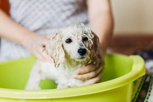 How to Give Your Poodle a Bath: A Step by Step Guide | Poodle Report