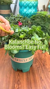 11K views · 122 reactions | Kalanchoe no blooms?#plants #garden #flowers #gardening101 #kalanchoe | Garden.HomeMania | Facebook