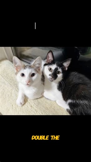 Meet Arnold & Jenny Available for Adoption