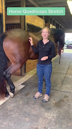 Equine Bodywork: Benefits of Horse Massage Techniques