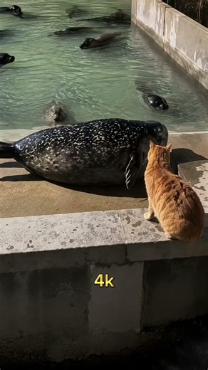 part 39 | legendary memes with cats from 144p to 4k