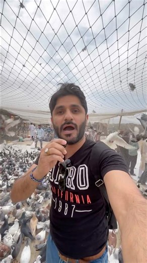 3333 Kabutar Challenge