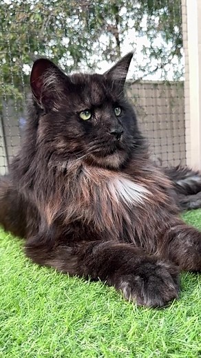 Catio Hangout with Loki the Maine Coon | Cute Cat Video