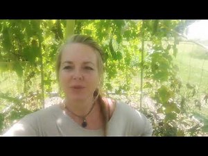 Luffa Gourd Harvesting Zones 5-6 Part 1/3