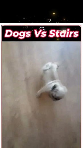 HILARIOUS! 🤣🐶 Dogs Going Down Stairs in the Funniest Ways!