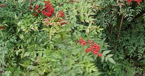 Nandina domestica. Sky bamboo or Sacred Bamboo with erect shoots of lanceolate green leaves and panicles of spectacular bright red berries in winter Stock Video