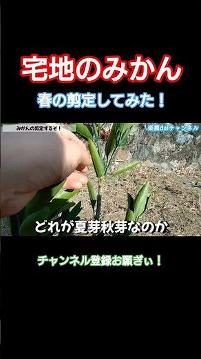 【みかん苗木の剪定】育ちが悪くなりそうな芽と葉をちぎりまくる！植えつけした苗木の樹形を整える！春の芽を出迎える大事な剪定！ #shorts