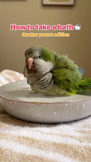 450K views · 14K reactions |  #quakerparrot #monkparakeet #seniorpets #birds | Sam the Quaker | Facebook