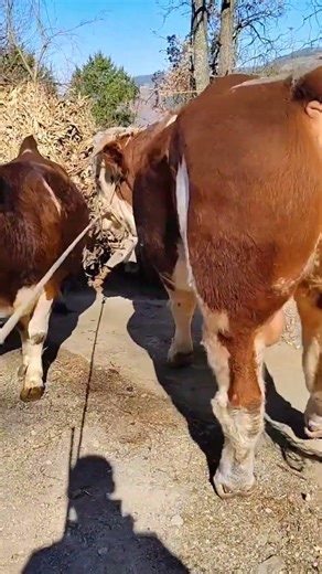 Just a real Simmental bull, big headed, strong for raising 8