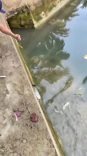 297K views · 519 reactions | DIY bottle trap fishing | Buddydik tv | Facebook