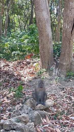 Monkeys in the Jungle of Thailand
