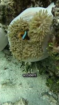 Le Poisson-Clown le Plus Chaotique de l’Océan