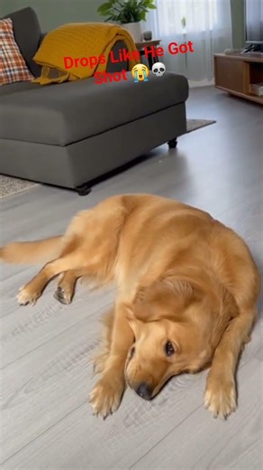 Owner Whispers 'Play Dead'… Dog Drops Like He Got Shot 😭💀