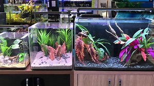 11 reactions · 15 comments | We have rescaped our Aqua One UK aqua nano 30, 40 and 80 aquariums which one do you like the best? Let us know in the comments. The aqua nano range are great aquariums as the filter and heater are hidden so it’s nice and tidy. Along with their sleek design and affordable price they are one of our favourite aquariums. | Drop-Off Aquatics | Facebook