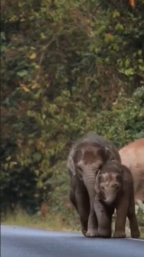 The Cutest Elephant Sibling Moment You'll See Today💖 #babyelephant #cuteanimal #wildlife #shorts