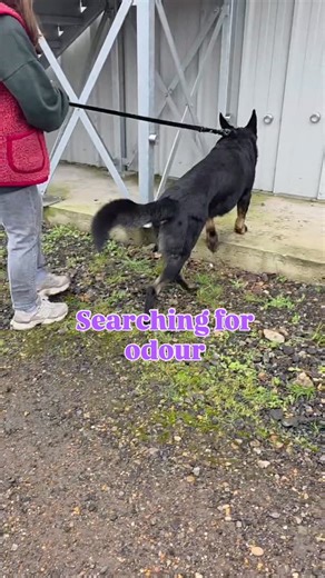 A lovely example of a systematic search. The dog briefly overshoots the odour, recognises it, flicks back, and offers a clear passive indication at source. This is the nose doing the work. #ScentWorkDog #NoseWorkTraining #DetectionDog #WorkingDogsofInstagram #dogtrainingtips | Surrey Dog School