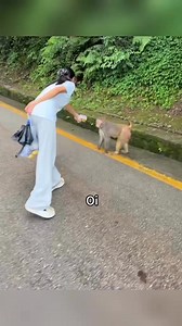 Monkeys vs Humans 🤣🤣🤣 | Chanda Ma Camera