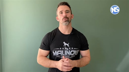 The Pet Food Routine My Dogs Love What I Feed and Why