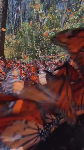 Butterfly 🦋 | For You