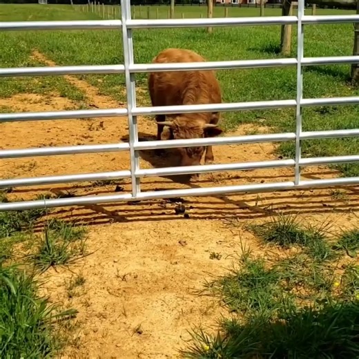 Bring a touch of the Scottish Highlands to your Georgia homestead! Our Mini Highland calves are fluffy, gentle, and raised with care perfect for small farms, lifestyle properties, and family ranches across the Peach State. 🌾 Known for their sweet temperament, manageable size, and iconic fuzzy coats, Mini Highlands are ideal for Georgia’s warm climate and rolling pastures. 🌿 Message us today to connect with trusted breeders, learn about upcoming calf availability, and explore delivery options a