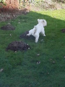 9.7K views · 829 reactions | Mole Patrol. When we first adopted Alfie we were sure he would deal with any un-wanted pests in the garden. Here we see his mole hunting skills. Hmmmm樂樂 | Lee Anderson | Facebook