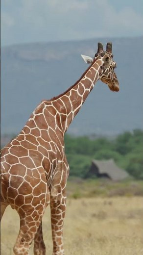 Hola! Karibu Tanzania | Explore With Shadows of Africa! #tanzania #safari #zanzibar #explorepage