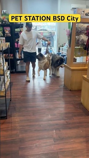 Anjing Alaskan Malamute & Akita
