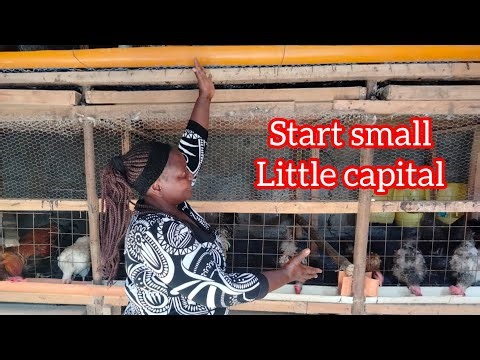 Chicken Farming: Starting Small, Scaling Smart | How to Start a Farm With Little or No Money