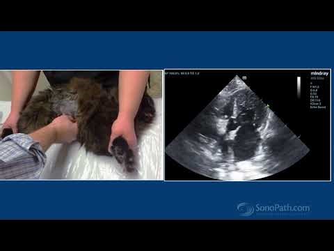 Technique for Imaging Aortic Outflow Velocity in Cats