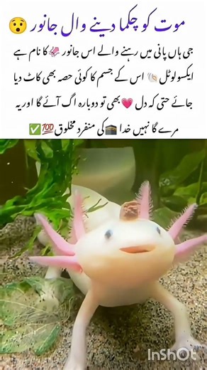 Amazing Axolotl – The Immortal Water Creature 😱💖#Axolotl#amazingfacts #amazingnature #youtubeshorts
